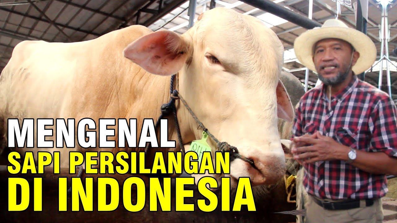 
                                 Persilangan-Sapi-Lokal-Dengan-Charolais-Di-Kandang-Sapibagus-Farm-Indonesia